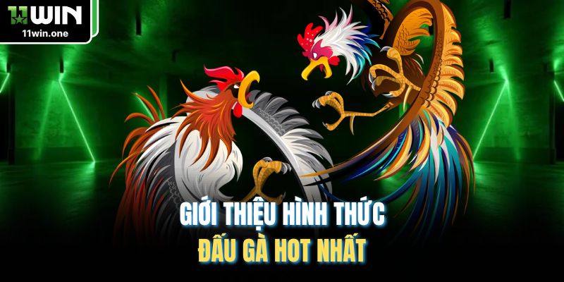 Giới thiệu hình thức đấu gà hot nhất