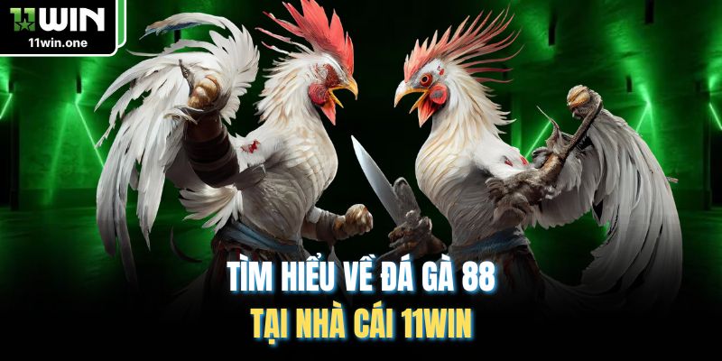 Tìm hiểu về đá gà 88 tại nhà cái 11WIN